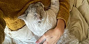 Eos a rejoint le concours — aidez-le/la à gagner de superbes lots ! person, cat, cuddle, bed, blanket, sweater, mustard_color, gray_cat, paw, hand, fur, relaxation, cozy, indoor, comfort, soft_texture, animal, warmth, casual, resting