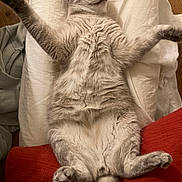 Eos participe au concours pour gagner de l'argent avec cette photo : cat, gray_cat, sleeping, fluffy, pillow, blanket, relaxed, indoor, pet, animal, cozy, fur, cute, resting, whiskers, paw, tail, home, napping, comfy