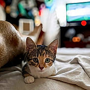 Mirage a rejoint le concours — aidez-le/la à gagner de superbes lots ! animal, bed, bedding, bedroom, blanket, blurred_background, cat, close_up, ears, feline, home, indoor, kitten, lying_down, pet, plush_toy, portrait, tabby, whiskers, wide_eyes