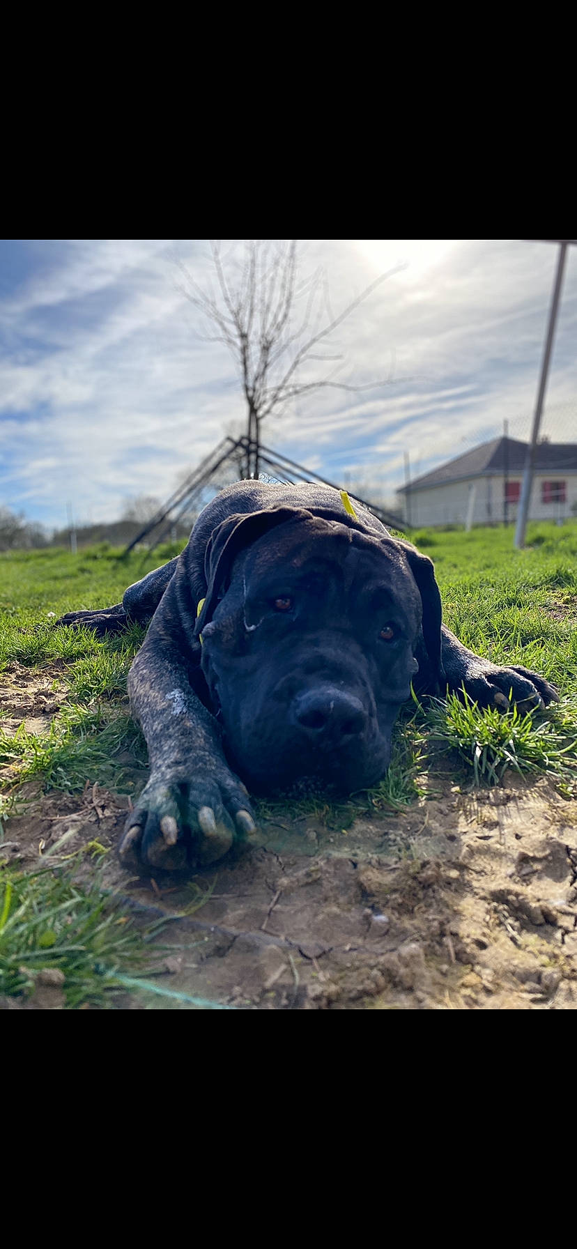 Nass participe au concours pour gagner de l'argent avec cette photo : bandog, cane_corso, canidae, carnivore, dog, dog_breed, guard_dog, mammal, perro_de_presa_canario, snout, sporting_group, vertebrate