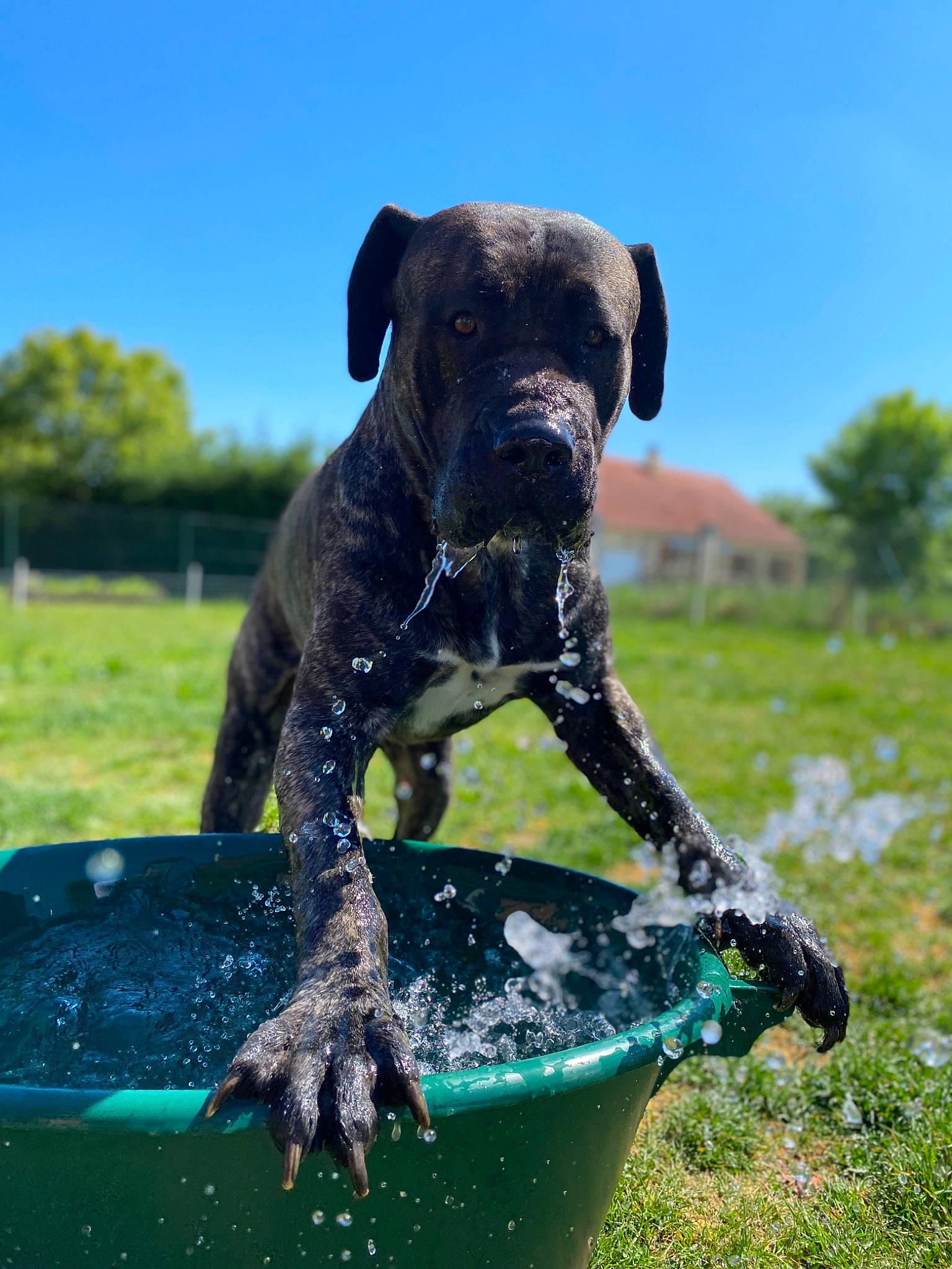 Nass a rejoint le concours — aidez-le/la à gagner de superbes lots ! bandog, boerboel, boxer, bullmastiff, cane_corso, canidae, carnivore, dog, dog_breed, english_mastiff, grass, guard_dog, mammal, molosser, perro_de_presa_canario, plant, snout, sporting_group, vertebrate, working_dog