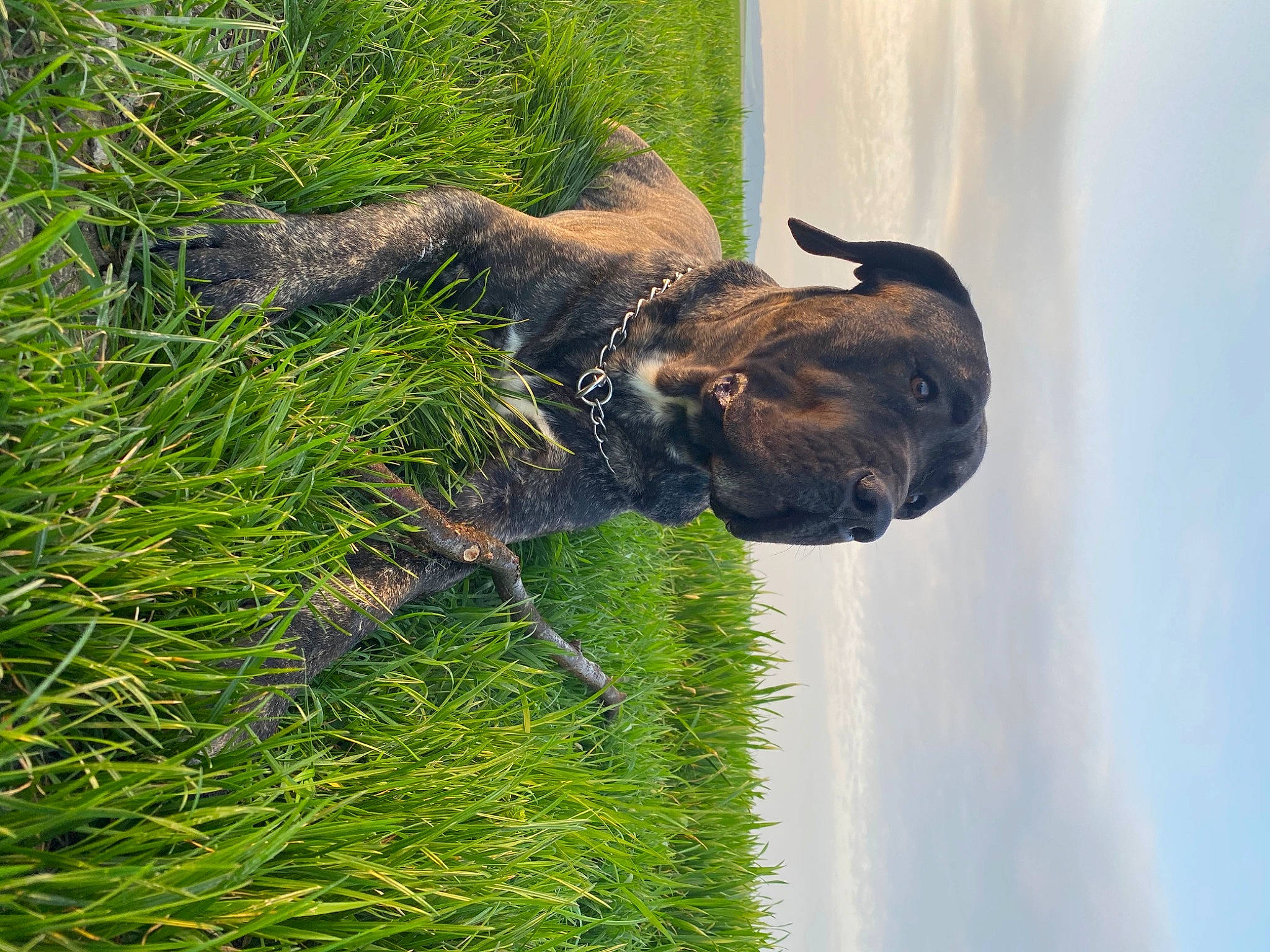 Nass a rejoint le concours — aidez-le/la à gagner de superbes lots ! alano_espanol, alaunt, boerboel, boxer, bullmastiff, canidae, carnivore, dog, dog_breed, dutch_shepherd_dog, fawn, fila_brasileiro, grass, guard_dog, non_sporting_group, perro_de_presa_canario, plant, sporting_group, staffordshire_bull_terrier, tail