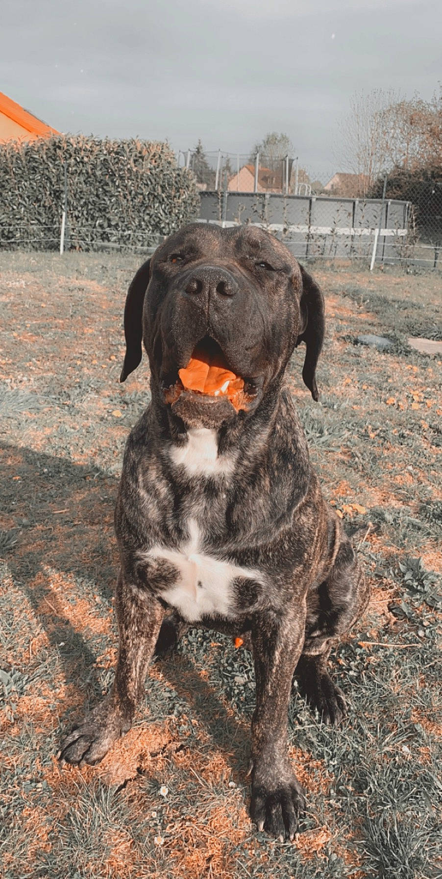 Nass a rejoint le concours — aidez-le/la à gagner de superbes lots ! canidae, carnivore, cesky_fousek, dog, dog_breed, dogo_sardesco, fila_brasileiro, german_shorthaired_pointer, german_wirehaired_pointer, hunting_dog, mammal, perro_de_presa_canario, plott_hound, pointer, pointing_breed, rare_breed_dog, sporting_group, vertebrate