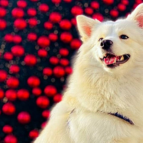 Kinder is registered to the contest to win money with this photo: canidae, carnivore, collar, companion_dog, dog, dog_breed, dog_supply, event, fur, happy, japanese_spitz, non_sporting_group, pattern, samoyed, snout, whiskers