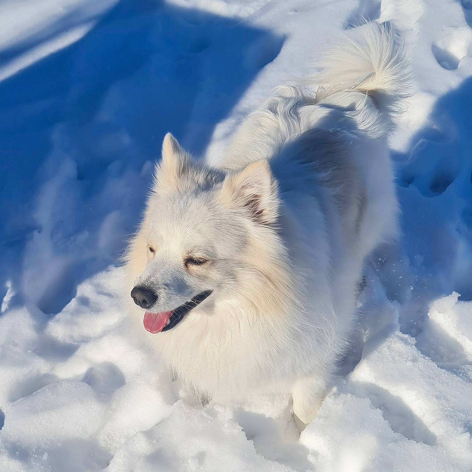 Kinder joined the competition — help win amazing prizes! canis, carnivore, cloud, dog, dog_breed, electric_blue, freezing, fur, glacial_landform, ice_cap, polar_ice_cap, sky, slope, snow, spitz, sporting_group, volpino_italiano, wildlife, winter, wolf