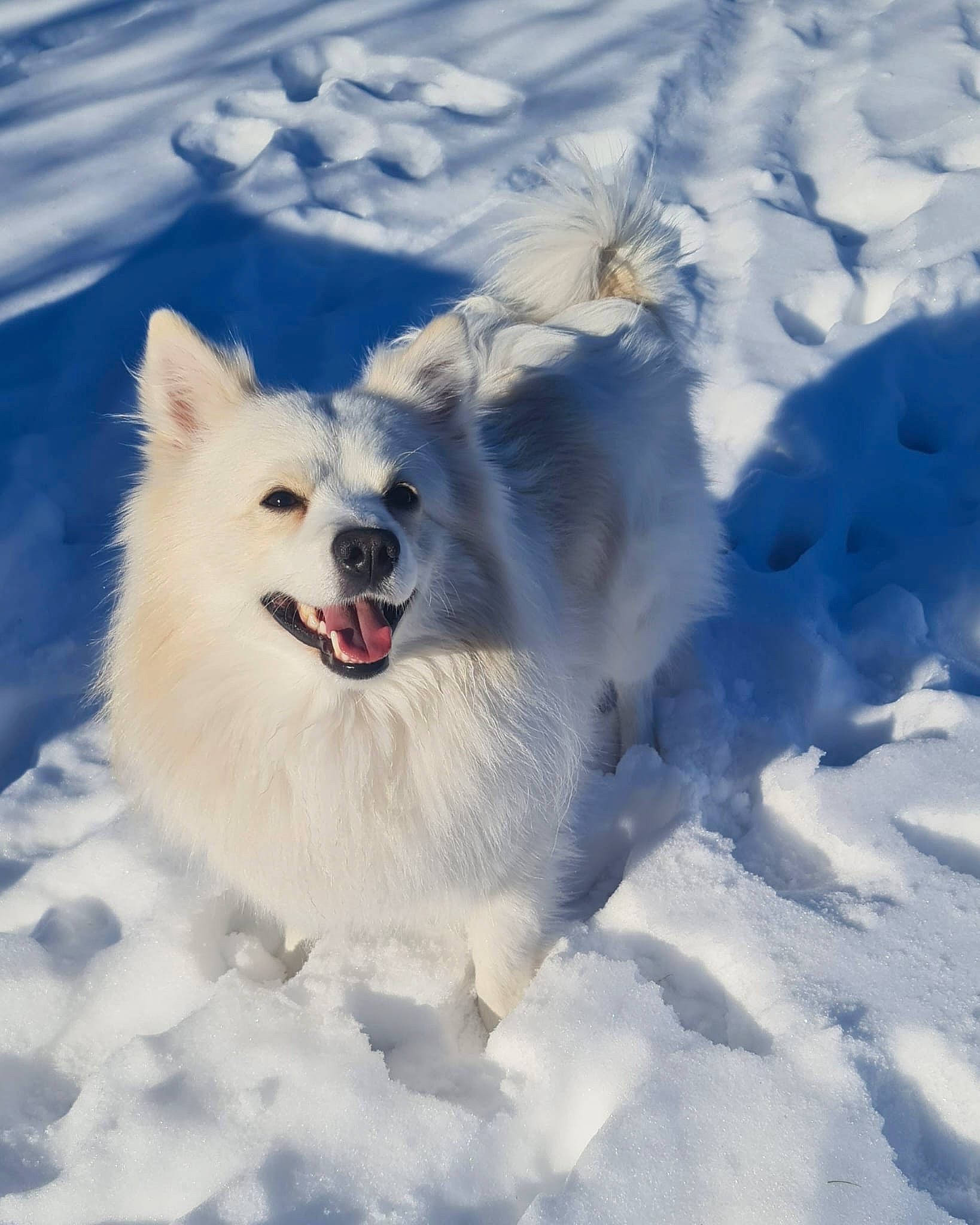 Kinder joined the competition — help win amazing prizes! arctic, canidae, carnivore, cloud, companion_dog, cumulus, dog, dog_breed, electric_blue, freezing, fur, happy, ice_cap, plant, polar_ice_cap, sky, snow, spitz, sporting_group, winter