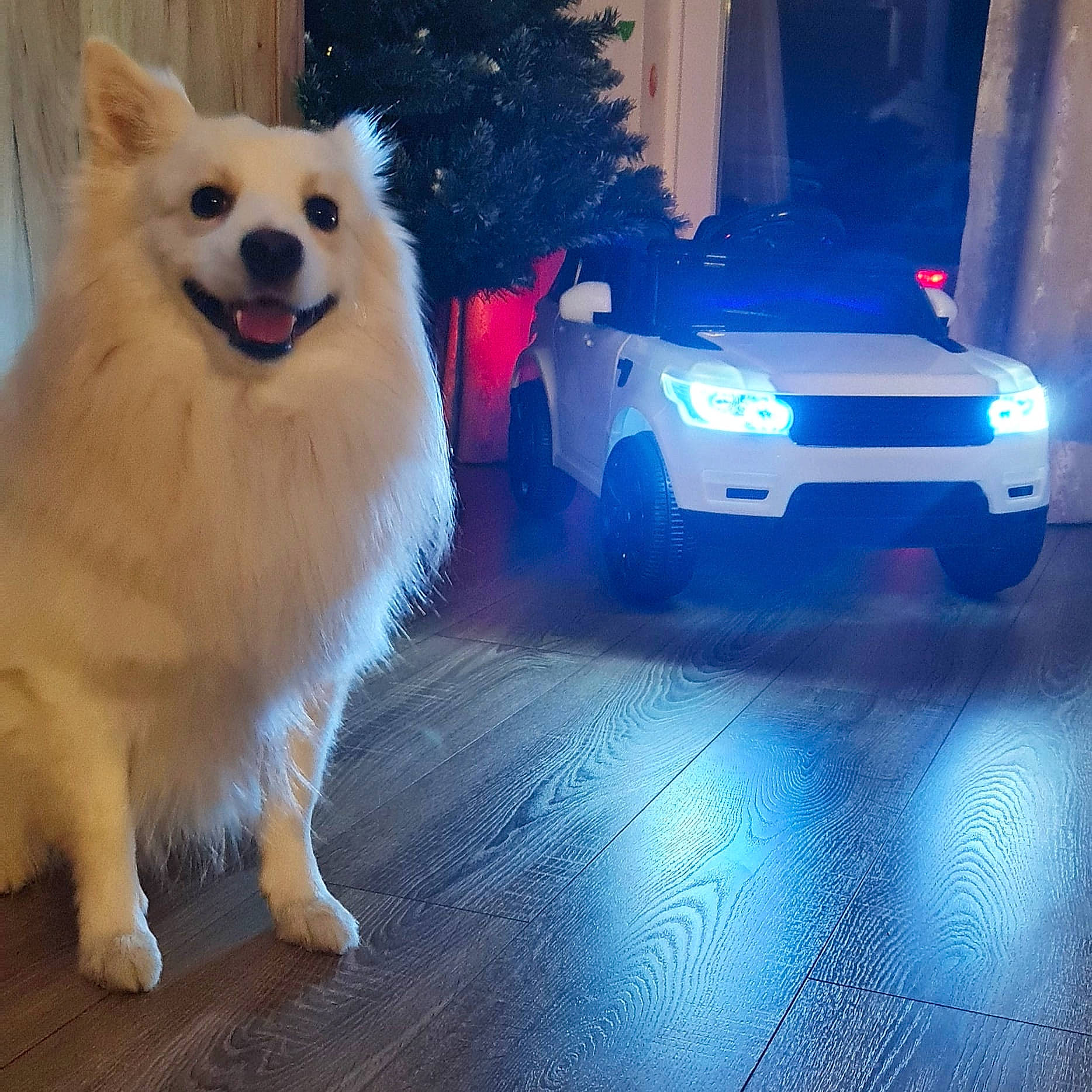 Kinder is registered to the contest to win money with this photo: automotive_design, automotive_exterior, automotive_fog_light, automotive_lighting, automotive_tire, blue, car, carnivore, companion_dog, dog, dog_breed, dog_supply, fawn, fender, flooring, hood, spitz, tire, vehicle, wheel