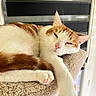 Winston a rejoint le concours — aidez-le/la à gagner de superbes lots ! blinds, cat, cat_tree, closeup, feline, fur, indoor, long_leg, lounging, nap, orange_and_white, pet, pink_nose, pink_paws, plush, relaxed, sleepy, striped, whiskers, window