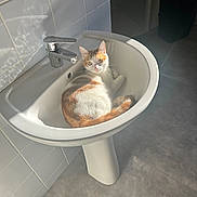Winston participe au concours pour gagner de l'argent avec cette photo : animal, basin, bathroom, calico_cat, cat, faucet, feline, gray_fur, green_eyes, indoor, kitten, lying_down, orange_fur, pet, portrait, sink, sitting, sunlight, tiles, white_fur