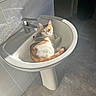 animal, basin, bathroom, calico_cat, cat, faucet, feline, gray_fur, green_eyes, indoor, kitten, lying_down, orange_fur, pet, portrait, sink, sitting, sunlight, tiles, white_fur