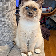 Arès a rejoint le concours — aidez-le/la à gagner de superbes lots ! kitten, cat, blue_eyes, fluffy, sitting, indoor, couch, furniture, curious, pet, whiskers, cute, young, cozy, home, feline, soft_fur, domestic_animal, looking_at_camera, gray_couch