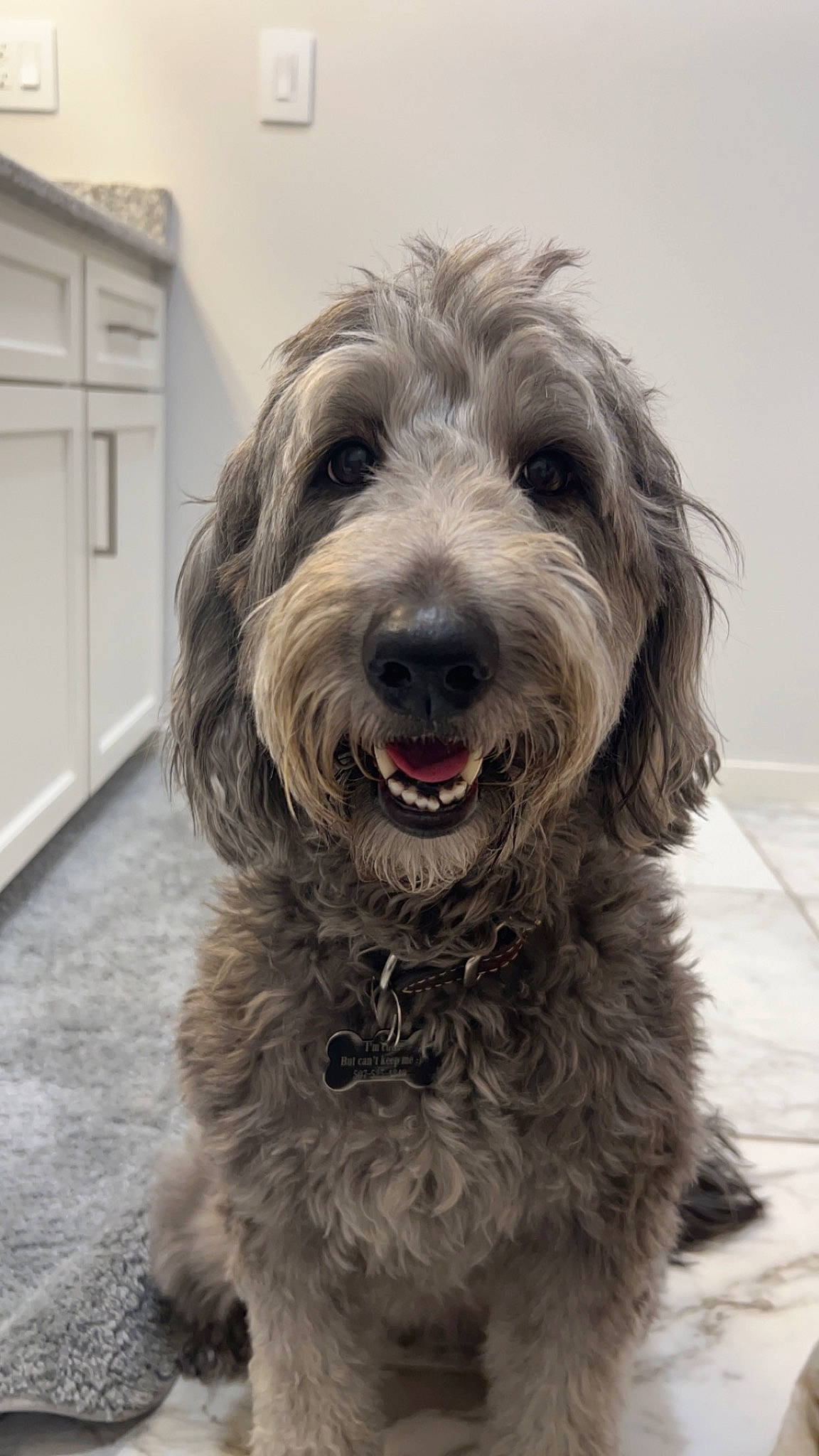 Dixie is registered to the contest to win money with this photo: canidae, carnivore, companion_dog, dog, dog_breed, door, fur, liver, small_terrier, sporting_group, terrier, toy_dog, wall_plate, working_animal