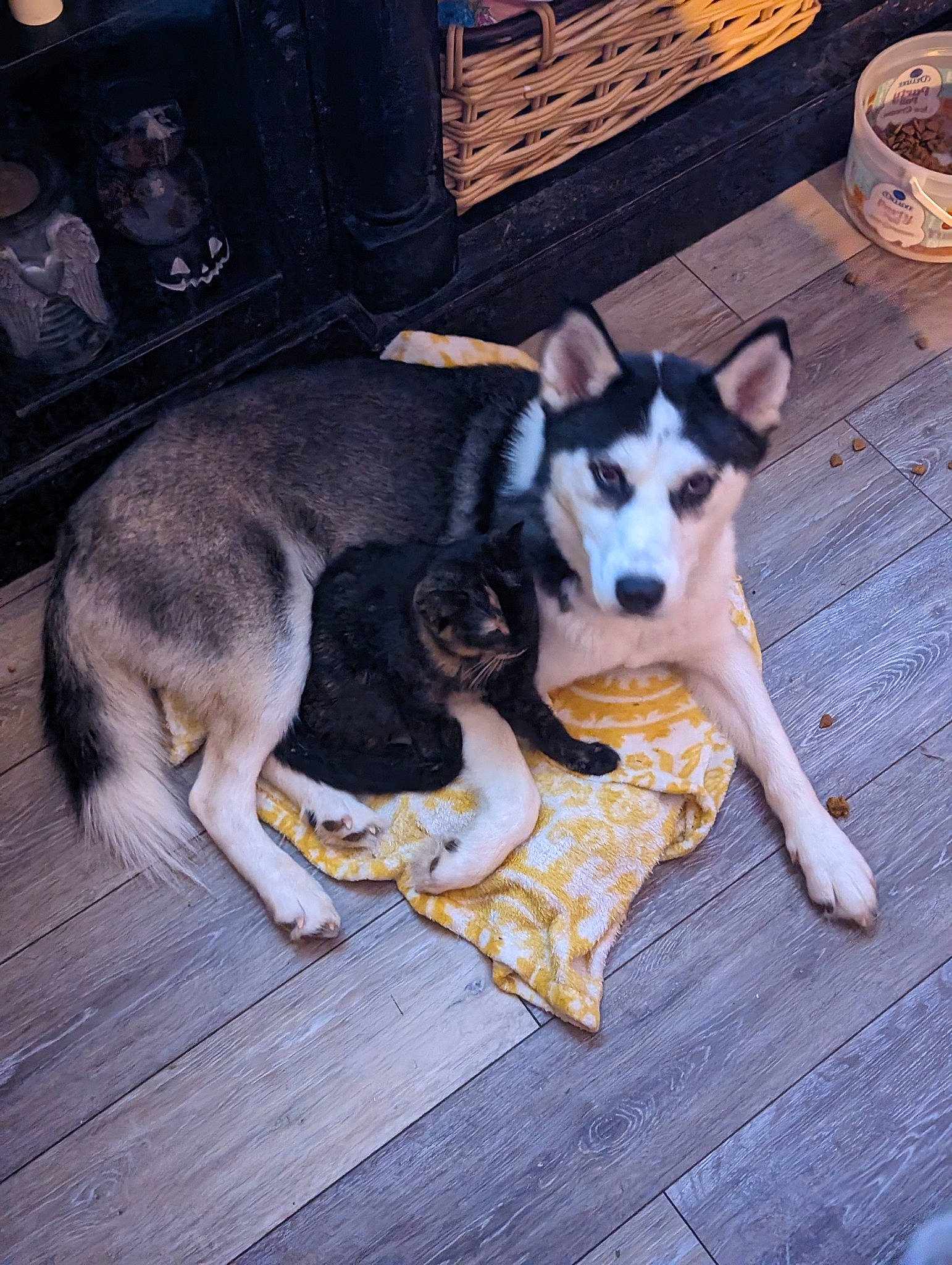 Diamond Marie is registered to the contest to win money with this photo: canidae, carnivore, comfort, companion_dog, dog, dog_breed, dog_supply, flooring, paw, sporting_group, tail, wood, working_animal, working_dog