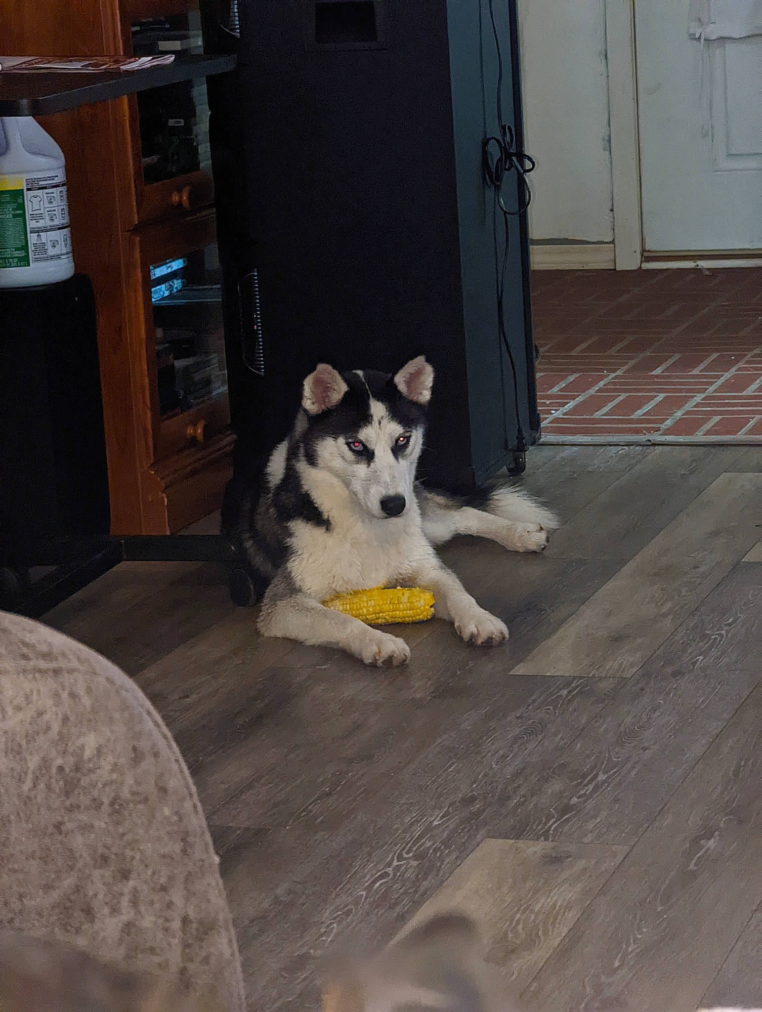 Diamond Marie is registered to the contest to win money with this photo: carnivore, companion_dog, dog, dog_breed, door, floor, flooring, fur, grey, hardwood, herding_dog, home_door, room, shelf, siberian_husky, sled_dog, tail, tree, wood, working_dog