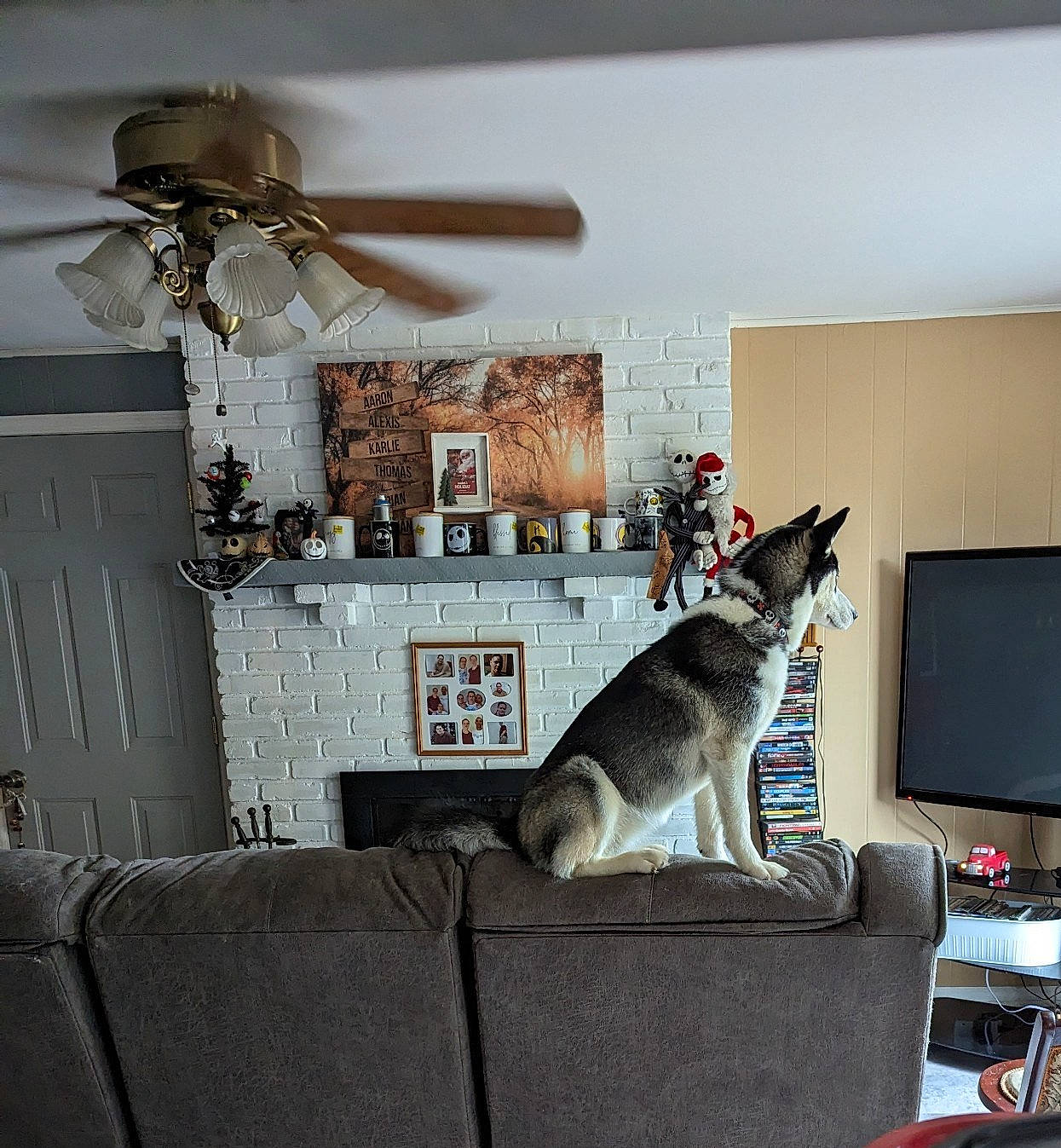 Diamond Marie is registered to the contest to win money with this photo: carnivore, cat, ceiling, ceiling_fan, comfort, couch, felidae, furniture, grey, home_appliance, interior_design, living_room, mechanical_fan, picture_frame, room, shelf, small_to_medium_sized_cats, television, whiskers, wood