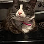 Espeon joined the competition — help win amazing prizes! cat, pet, close_up, black_and_white, collar, indoor, kitchen, stove, whiskers, animal, feline, resting, cute, domestic, fur, pink, curious, face, background, relaxed