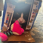 Espeon joined the competition — help win amazing prizes! cat, black_and_white, cardboard_box, toy, plush_toy, pink, carpet, indoor, pet, animal, fur, whiskers, eyes, face, curious, soft_light, shadow, closeup, home, cute