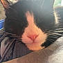 Espeon is registered to the contest to win money with this photo: cat, black_and_white, close_up, sleepy, whiskers, denim, fabric, soft_light, indoor, pet, animal, feline, face, nose, ears, fur, resting, cozy, warm, relaxed