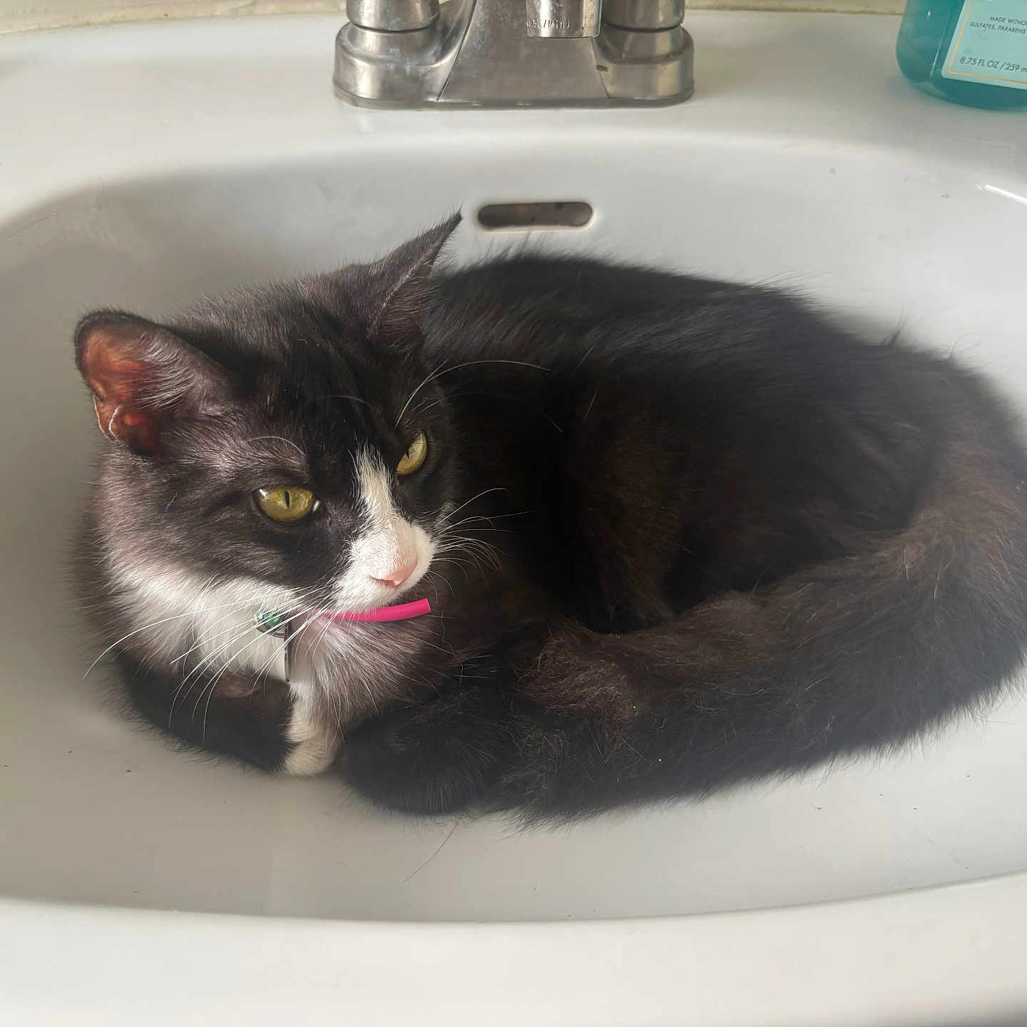 Espeon joined the competition — help win amazing prizes! animal, bathroom, black_and_white, cat, clean, collar, comfort, curious, curled_up, cute, domestic_cat, faucet, fur, indoor, pet, resting, sink, soap, whiskers, yellow_eyes
