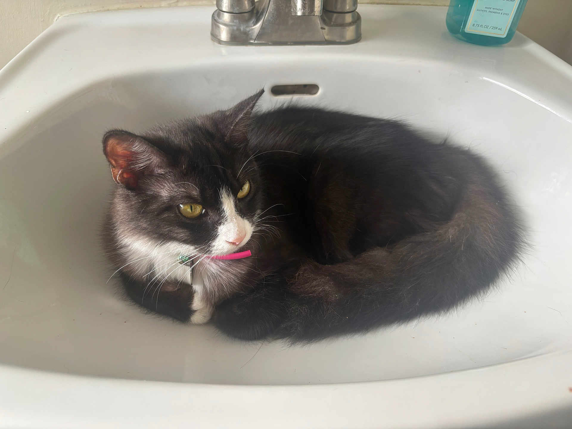 Espeon joined the competition — help win amazing prizes! cat, sink, bathroom, faucet, soap, pet, animal, fur, collar, yellow_eyes, black_and_white, curled_up, domestic_cat, whiskers, cute, resting, indoor, clean, comfort, curious