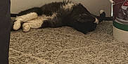 Espeon is registered to the contest to win money with this photo: cat, black_and_white, lying_down, carpet, indoor, door, bucket, flooring, relaxed, pet, home, fur, animal, sleeping, cozy, quiet, resting, domestic, feline, texture