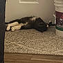 cat, black_and_white, lying_down, carpet, indoor, door, bucket, flooring, relaxed, pet, home, fur, animal, sleeping, cozy, quiet, resting, domestic, feline, texture