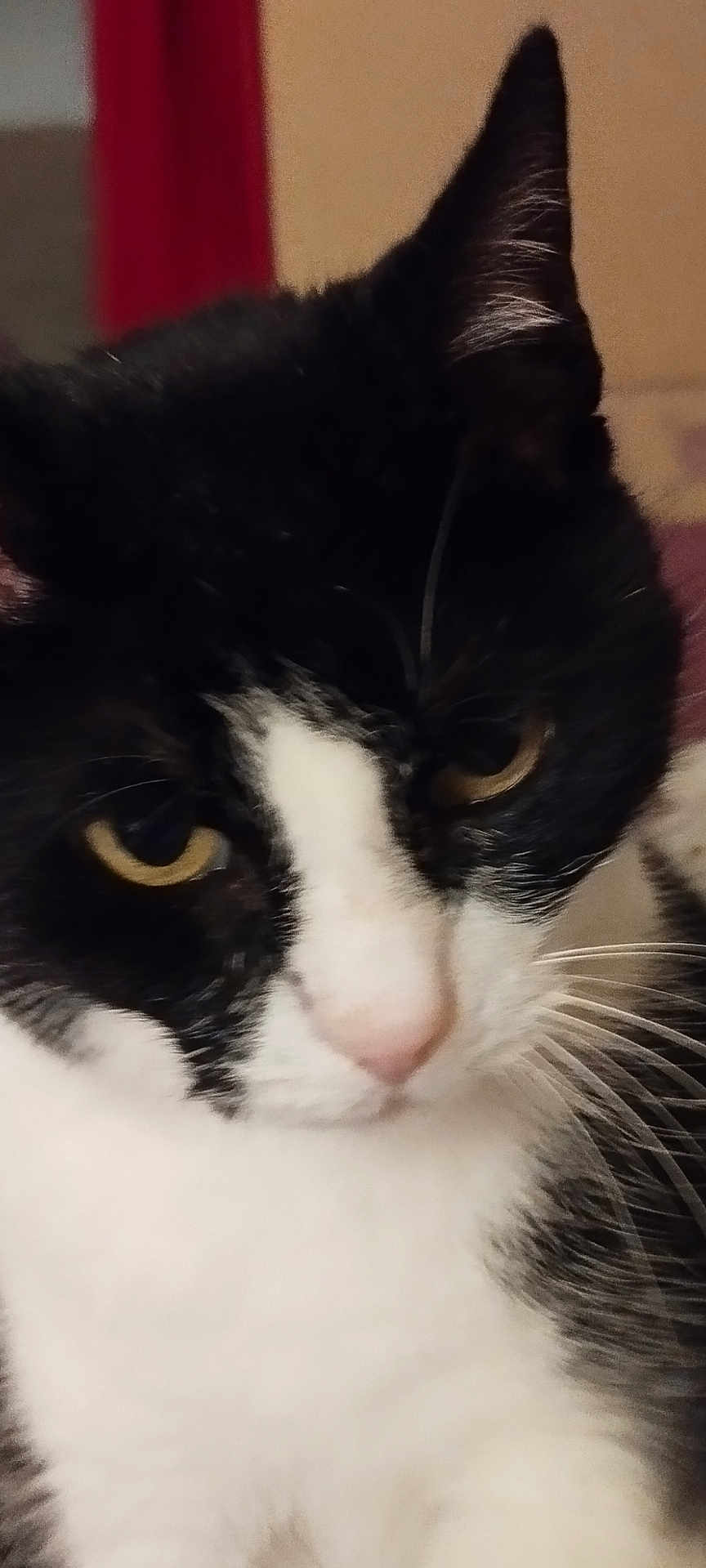 Ludo participe au concours pour gagner de l'argent avec cette photo : abyssinian, angora, animal, blackcat, cat, kitten, manx, pet