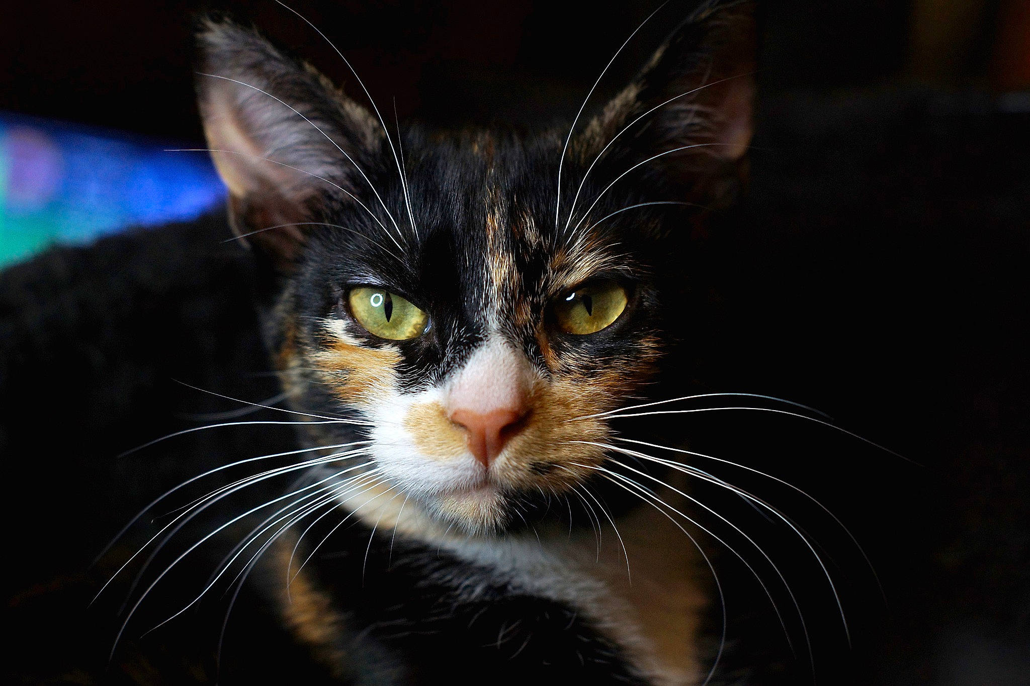 Thavma participe au concours pour gagner de l'argent avec cette photo : black_cat, carnivore, cat, close_up, darkness, domestic_short_haired_cat, felidae, fur, grass, hair, paw, small_to_medium_sized_cats, snout, terrestrial_animal, whiskers, wildlife, window