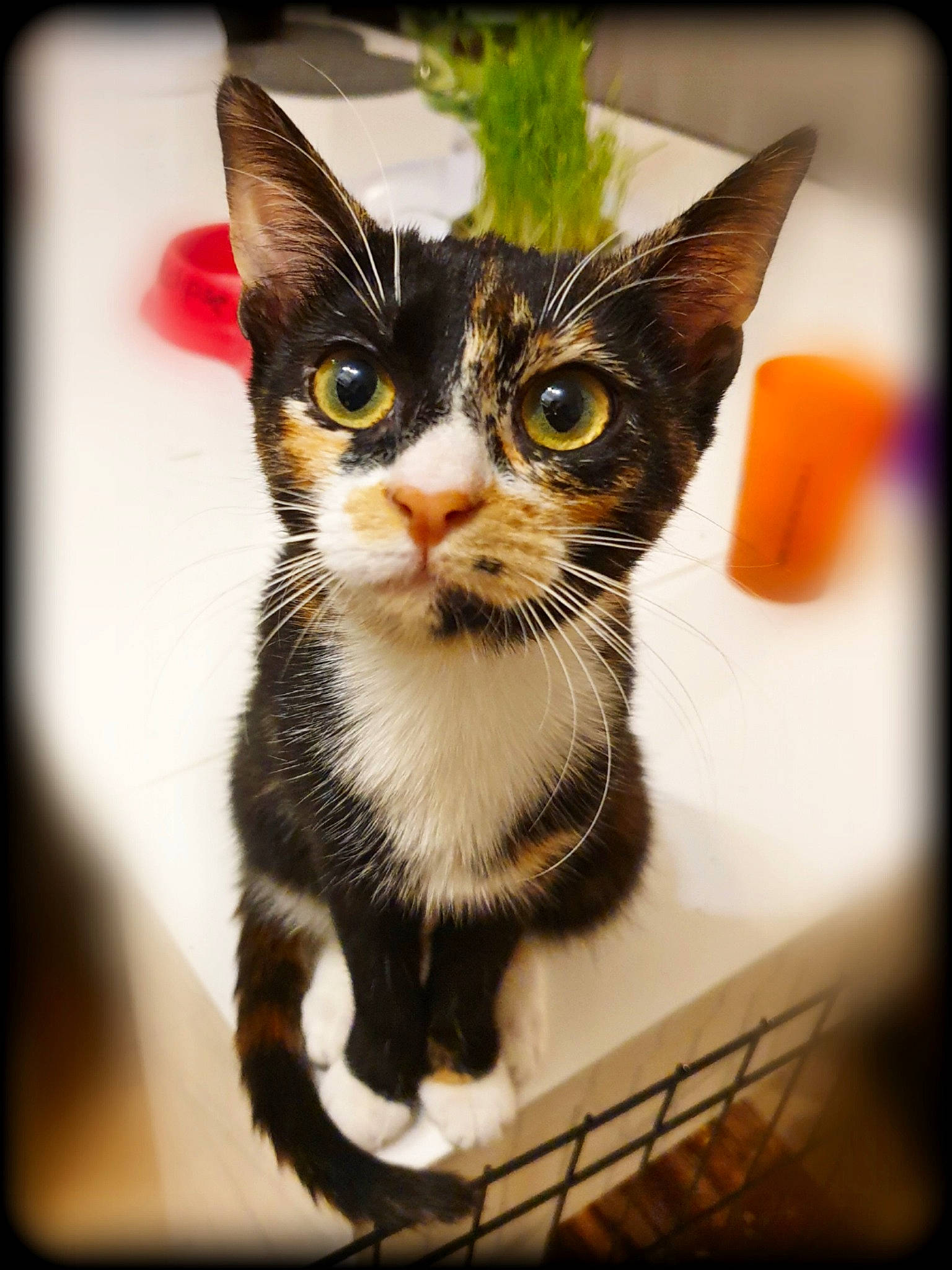 Thavma a rejoint le concours — aidez-le/la à gagner de superbes lots ! art, box, carnivore, cat, claw, domestic_short_haired_cat, felidae, fur, paw, pet_supply, photo_caption, rectangle, small_to_medium_sized_cats, snout, tail, visual_arts, whiskers, wildlife