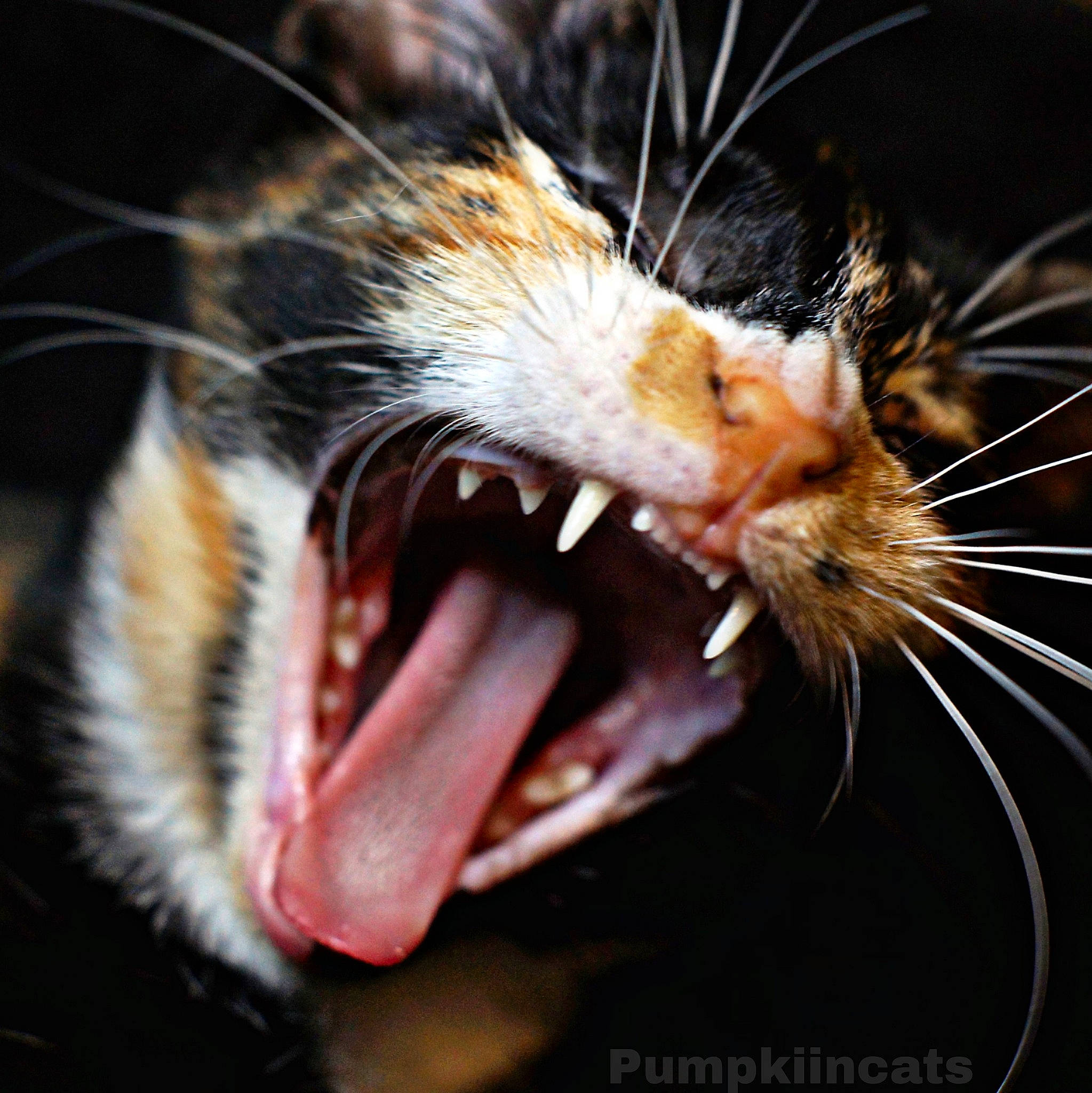 Thavma participe au concours pour gagner de l'argent avec cette photo : arthropod, carnivore, claw, close_up, eye, eyelash, fang, fur, macro_photography, organism, shout, snout, tail, terrestrial_animal, tooth, whiskers, wildlife, yawn