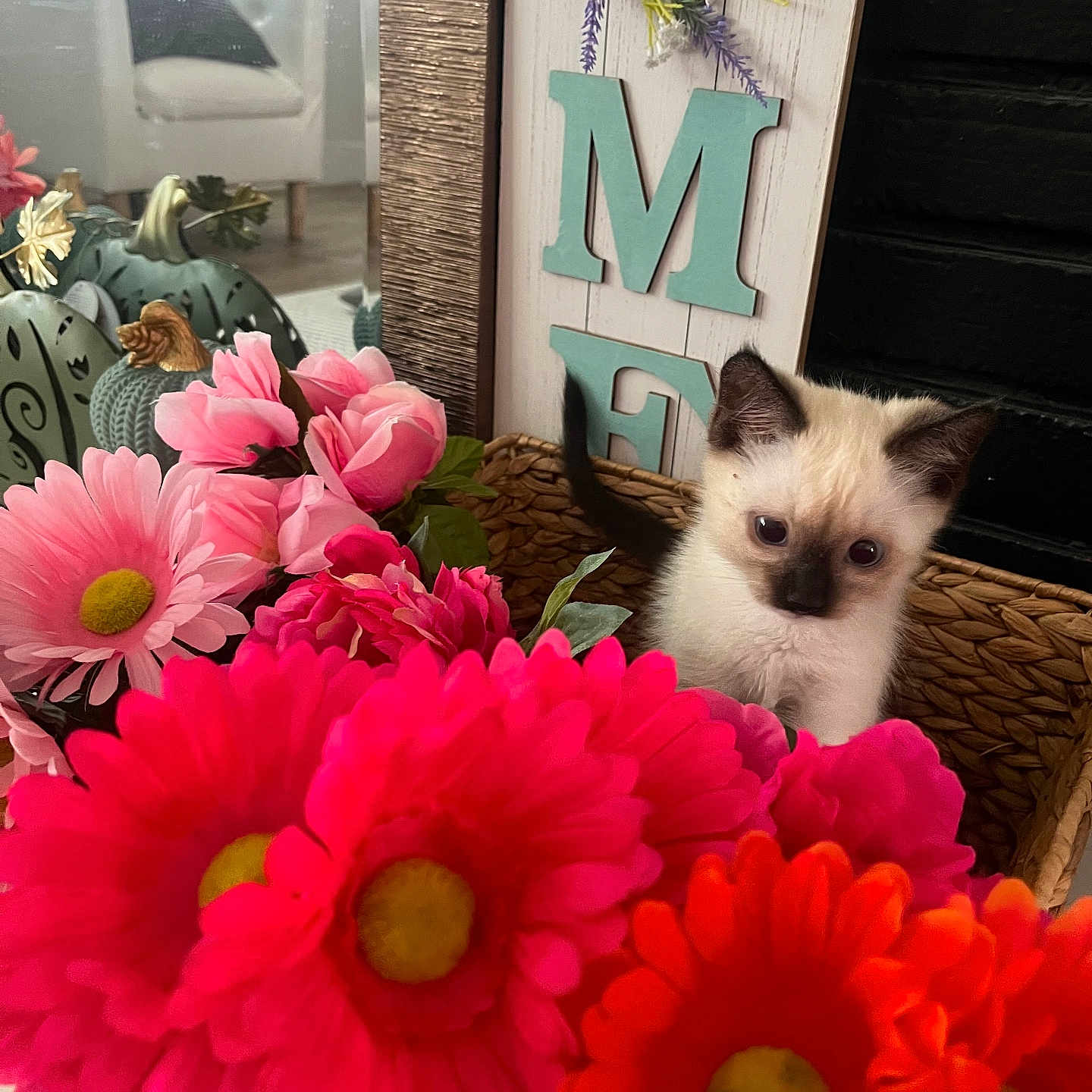 Jack joined the competition — help win amazing prizes! animal, basket, bouquet, cat, curious, cute, decor, flowers, furniture, indoor, kitten, orange, pet, pink, plant, pumpkin, reflection, siamese, sign, window