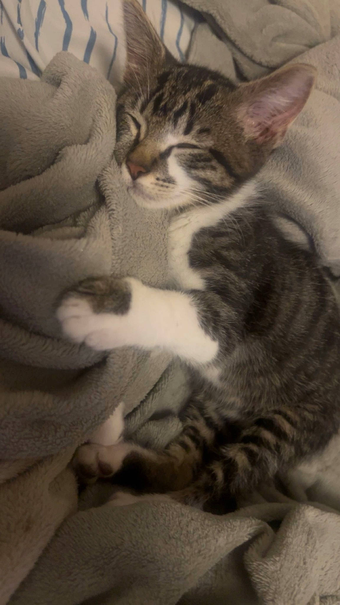 Cheshire is registered to the contest to win money with this photo: carnivore, cat, claw, comfort, domestic_short_haired_cat, felidae, foot, fur, grey, monochrome, paw, sitting, small_to_medium_sized_cats, snout, tail, terrestrial_animal, whiskers