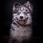 Snow a rejoint le concours — aidez-le/la à gagner de superbes lots ! dog, puppy, blue_eyes, fluffy, portrait, smiling, dark_background, studio_lighting, close_up, furry, happy, pet, animal, cute, mammal, sitting, black_background, photography, adorable, canine
