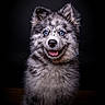 dog, puppy, blue_eyes, fluffy, portrait, smiling, dark_background, studio_lighting, close_up, furry, happy, pet, animal, cute, mammal, sitting, black_background, photography, adorable, canine