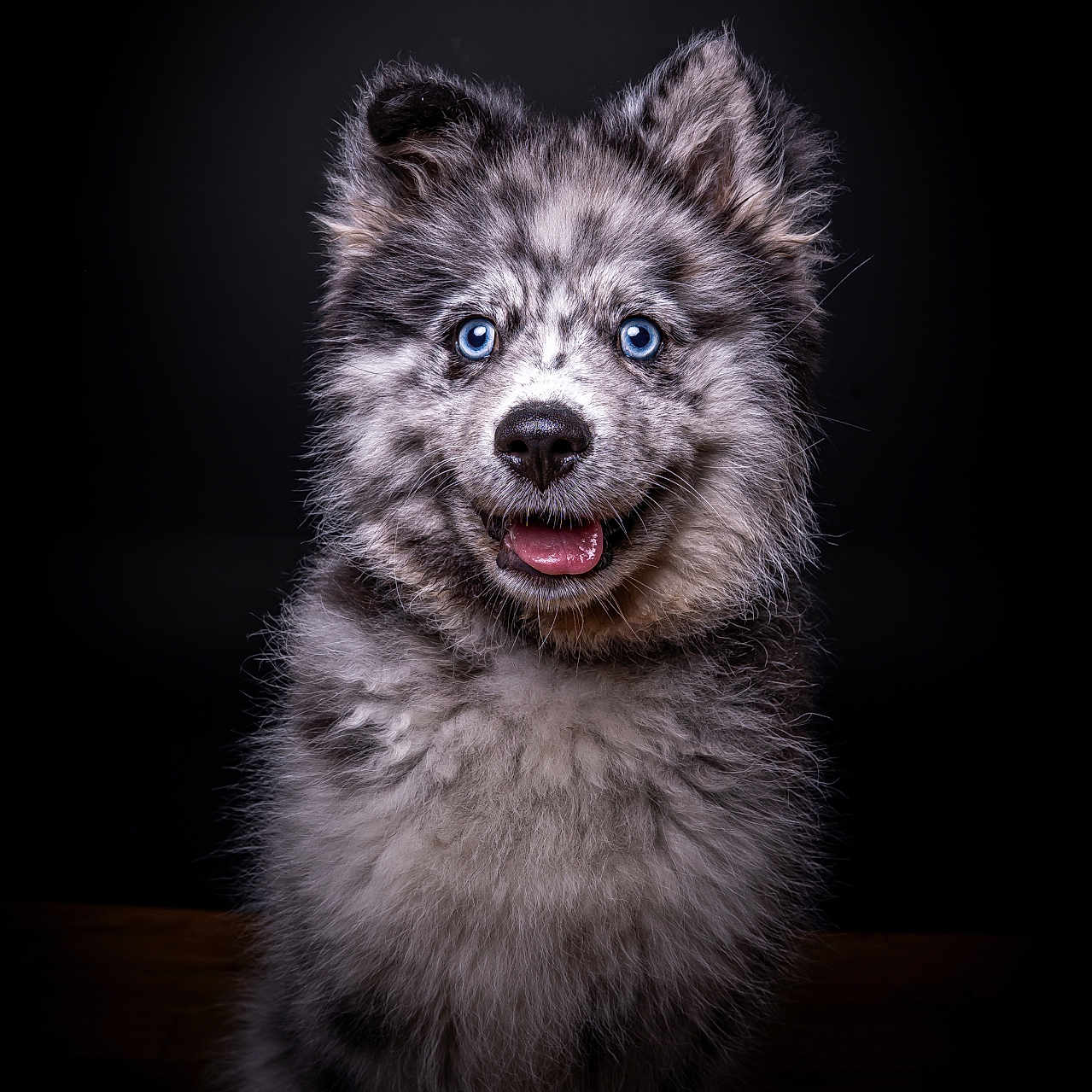 Snow a rejoint le concours — aidez-le/la à gagner de superbes lots ! dog, puppy, blue_eyes, fluffy, portrait, smiling, dark_background, studio_lighting, close_up, furry, happy, pet, animal, cute, mammal, sitting, black_background, photography, adorable, canine