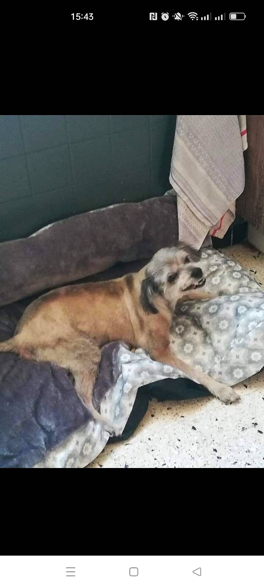 Benji a rejoint le concours — aidez-le/la à gagner de superbes lots ! canidae, carnivore, comfort, companion_dog, dog, dog_breed, dog_supply, fawn, fur, non_sporting_group, paw, sighthound, sporting_group, terrestrial_animal, whiskers