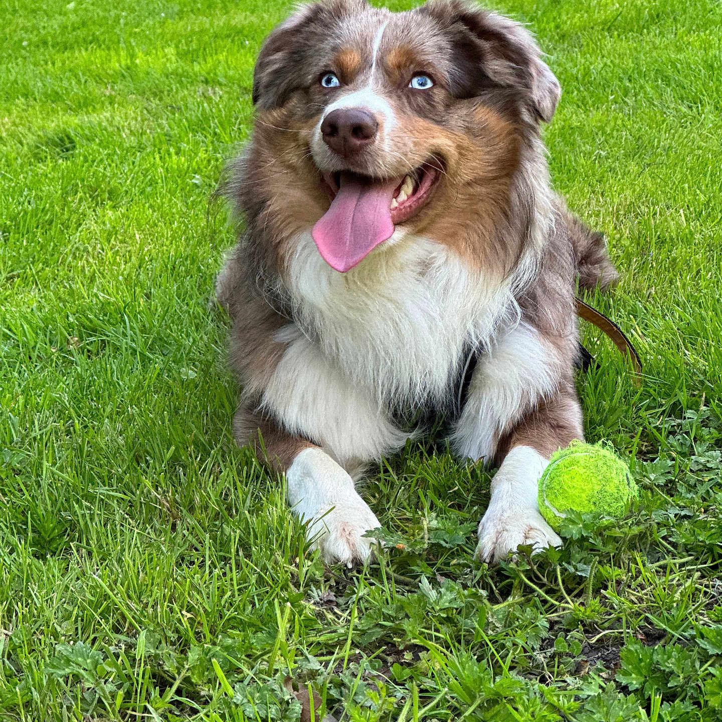 Usko a rejoint le concours — aidez-le/la à gagner de superbes lots ! animal, ball, canine, collie, dog, field, football, grass, grassland, lawn, nature, pet, plant, puppy, soccer, soccerball, sphere, sport, tennis, tennisball