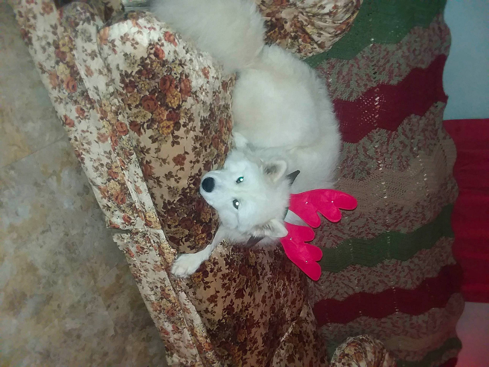 Winston joined the competition — help win amazing prizes! canidae, carmine, carnivore, companion_dog, dog, dog_breed, dog_supply, fawn, felidae, fur, linens, magenta, plush, snout, sporting_group, stuffed_toy, tail, toy, toy_dog, wool