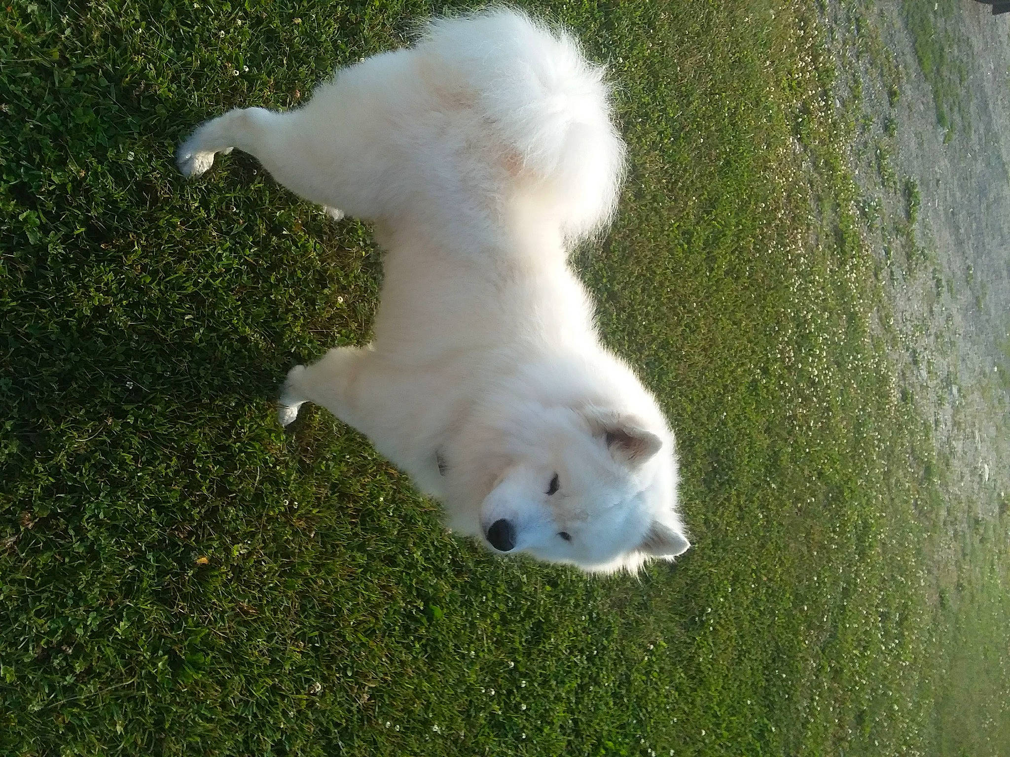 Winston is registered to the contest to win money with this photo: canidae, carnivore, companion_dog, dog, dog_breed, fawn, felidae, fur, grass, grassland, lawn, non_sporting_group, pasture, paw, small_to_medium_sized_cats, snout, sporting_group, tail, terrestrial_animal, whiskers