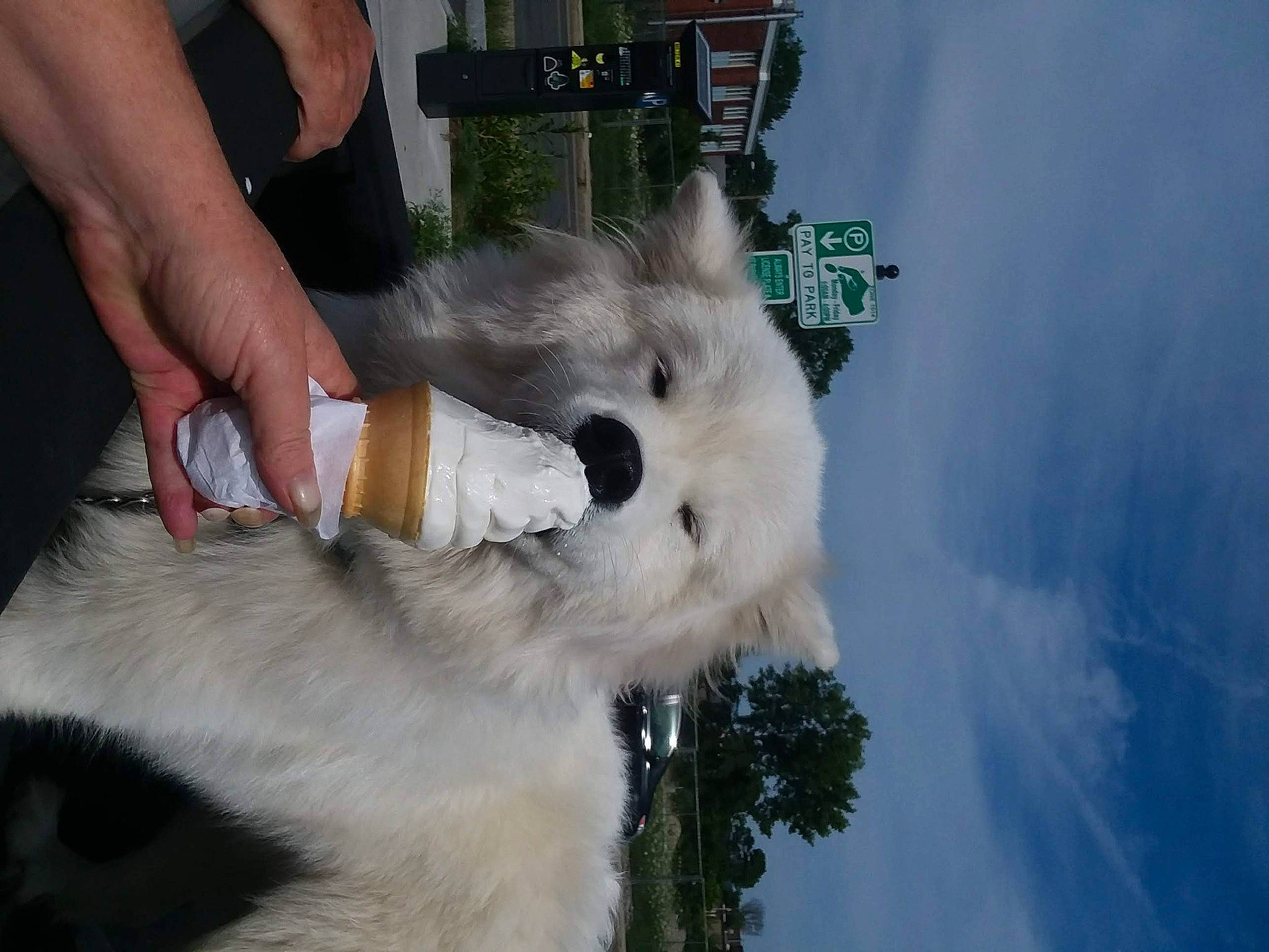 Winston joined the competition — help win amazing prizes! canidae, carnivore, cloud, cockatoo, collar, companion_dog, cumulus, dog, dog_breed, fawn, felidae, fur, goats, sky, small_to_medium_sized_cats, snout, sporting_group, tail, tree, whiskers