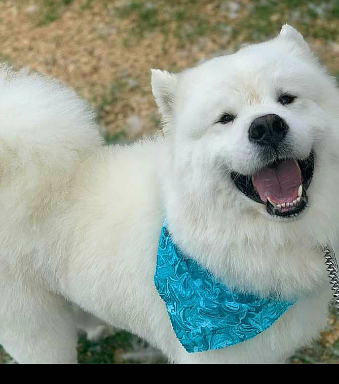 Winston is registered to the contest to win money with this photo: canidae, carnivore, collar, companion_dog, dog, dog_breed, fang, fur, german_spitz, happy, japanese_spitz, jaw, samoyed, snout, spitz, sporting_group, volpino_italiano, whiskers, white, working_animal