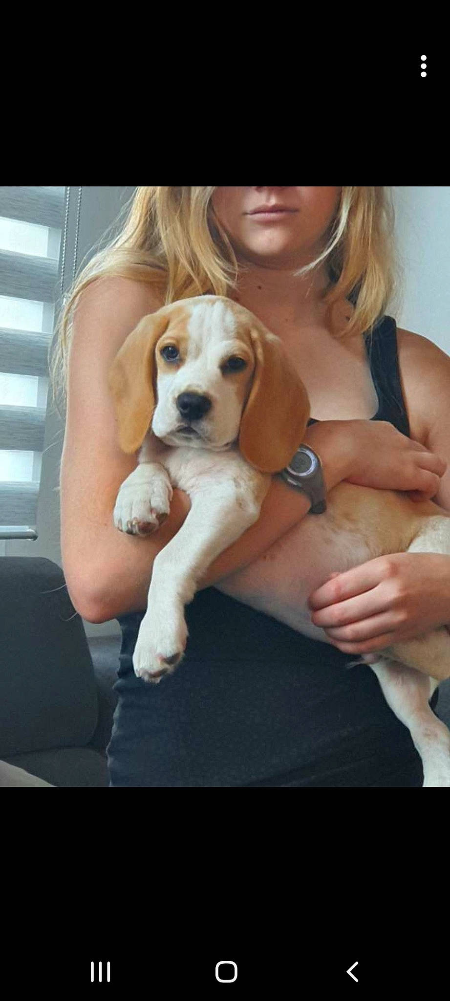Poggy participe au concours pour gagner de l'argent avec cette photo : beagador, beagle, beagle_harrier, canidae, carnivore, companion_dog, dog, dog_breed, fawn, hound, mammal, pachon_navarro, pocket_beagle, portuguese_pointer, puppy, puppy_love, rare_breed_dog, sporting_group, treeing_walker_coonhound, vertebrate