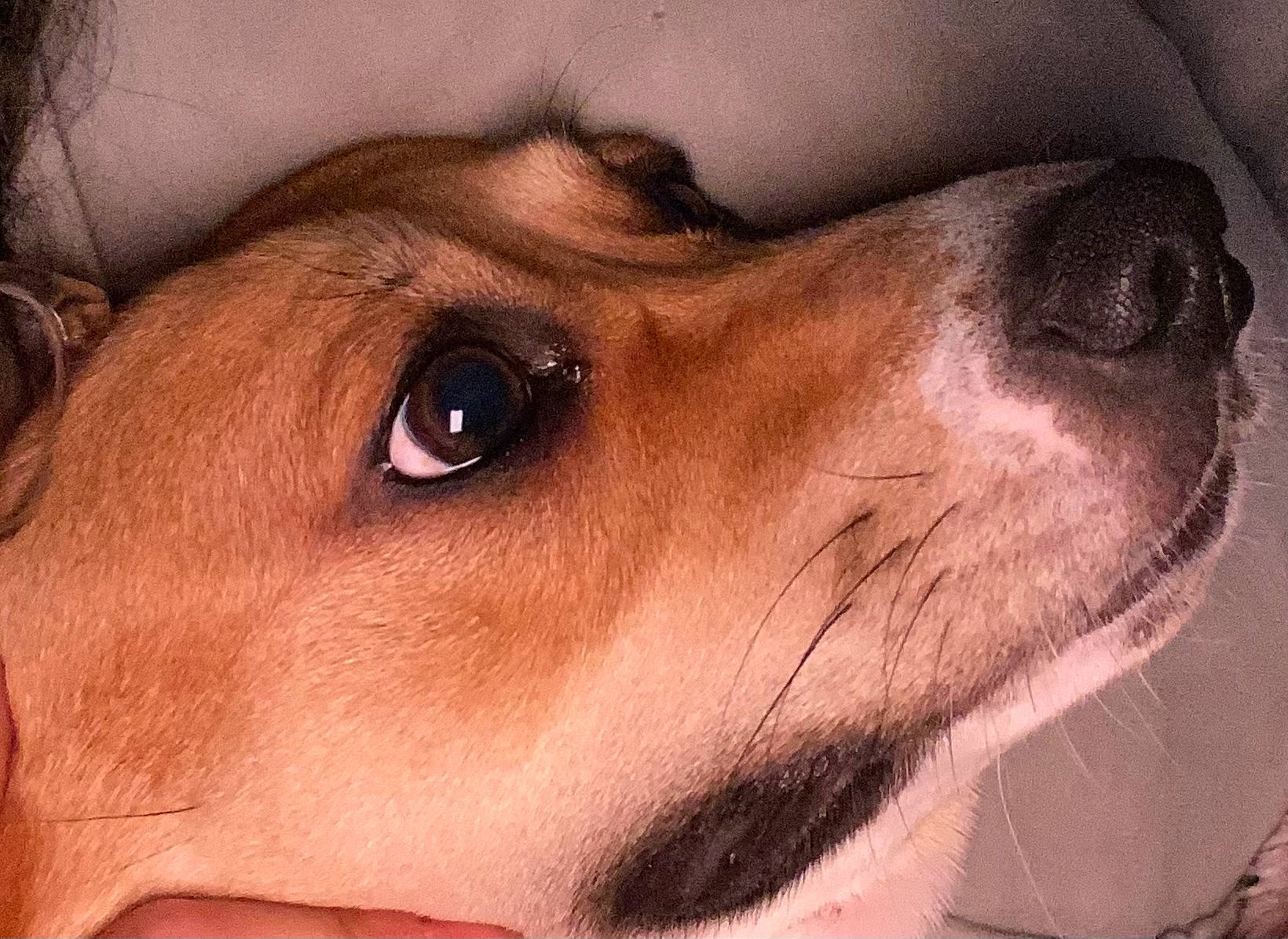 Baileys joined the competition — help win amazing prizes! canidae, carnivore, companion_dog, dog, dog_breed, ear, eyelash, fawn, fur, hunting_dog, jaw, liver, nose, snout, sporting_group, terrestrial_animal, whiskers, working_animal