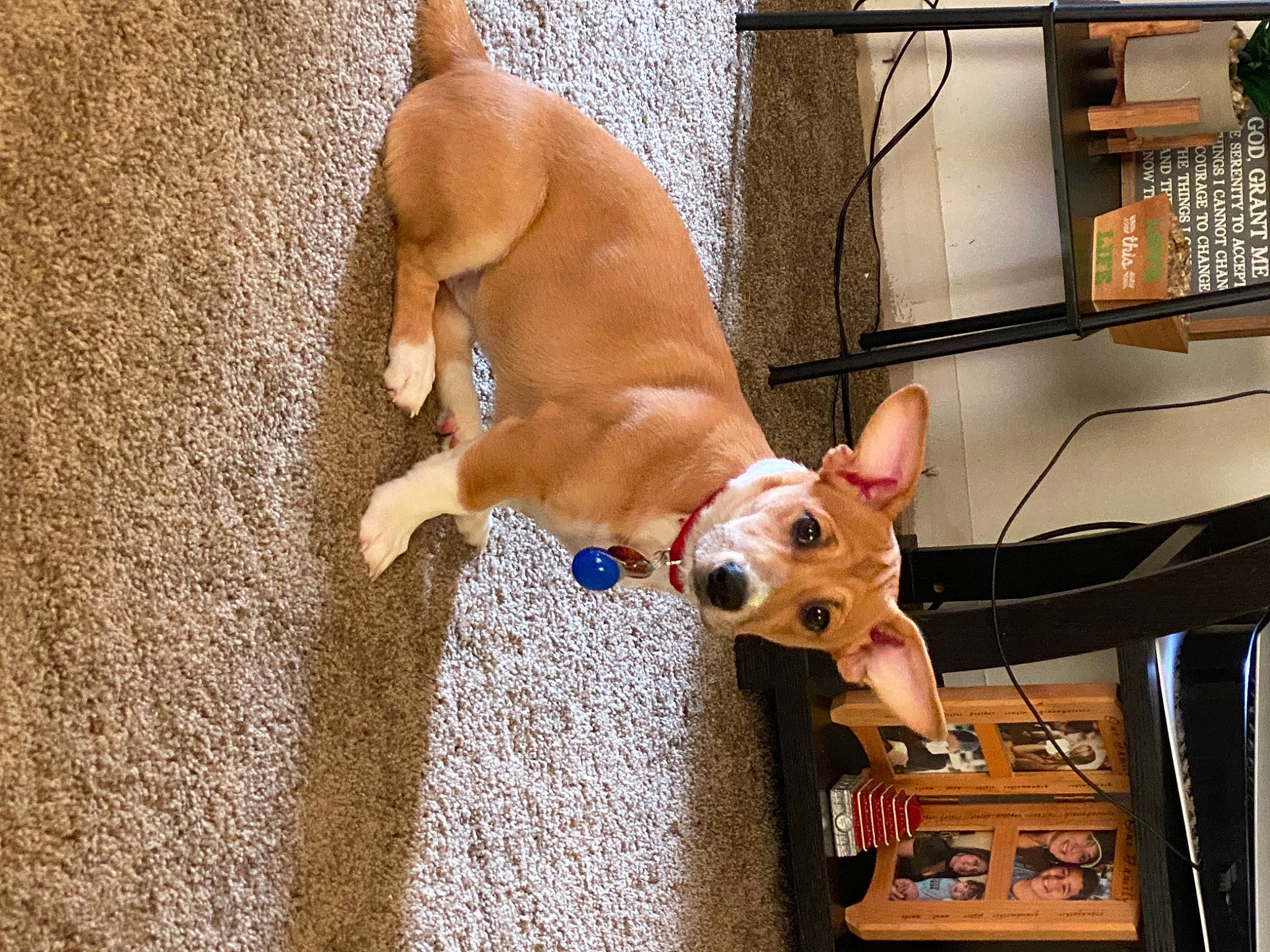 Baileys joined the competition — help win amazing prizes! animal_shelter, canidae, carnivore, collar, companion_dog, dog, dog_breed, dog_clothes, dog_collar, dog_supply, fawn, pet_supply, snout, sporting_group, tail, toy, toy_dog, window, wood, working_animal