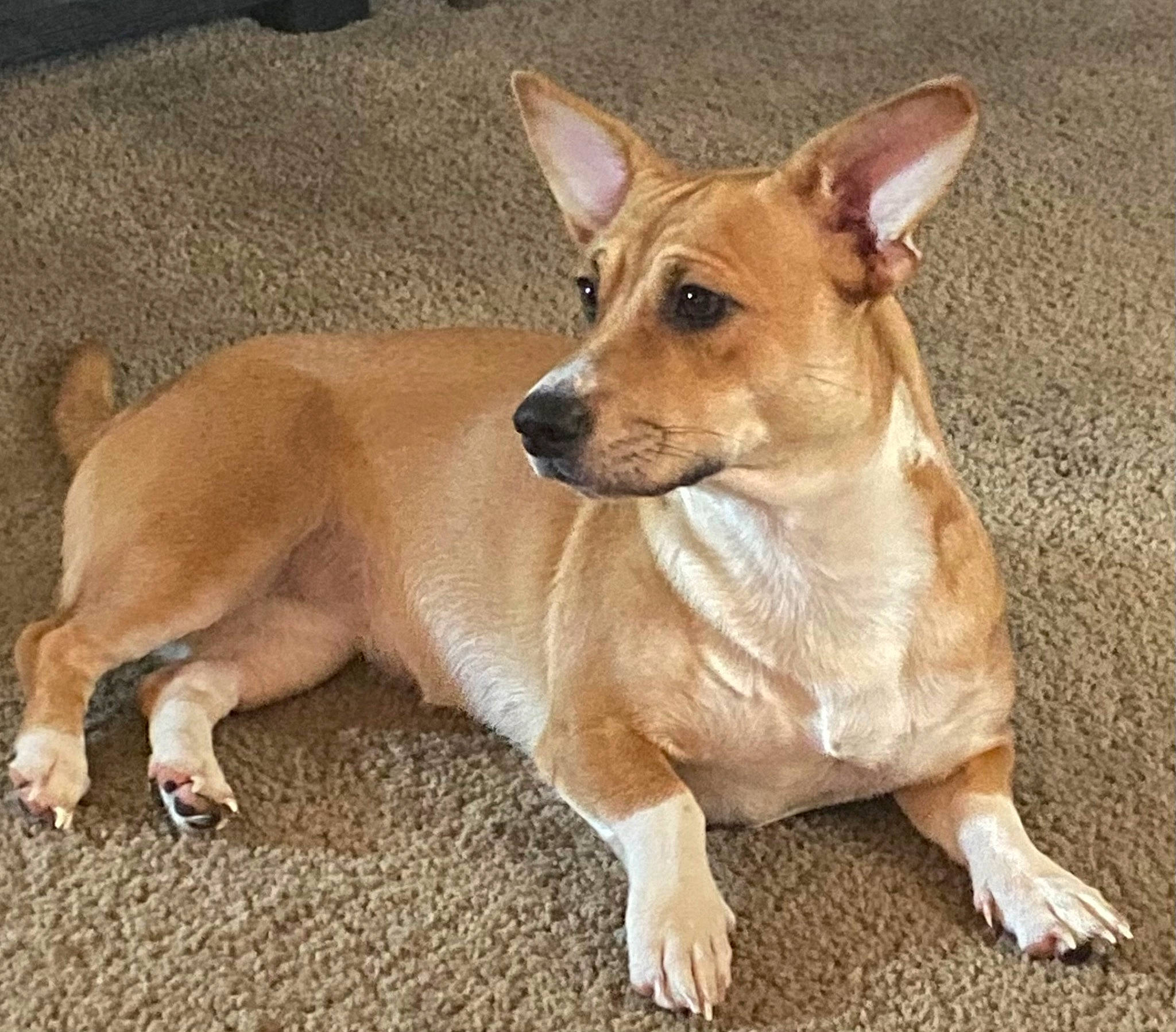 Baileys is registered to the contest to win money with this photo: ancient_dog_breeds, balance, canidae, carnivore, companion_dog, dog, dog_breed, fawn, fur, hunting_dog, non_sporting_group, paw, snout, sporting_group, tail, terrestrial_animal, toy_dog, whiskers, working_animal