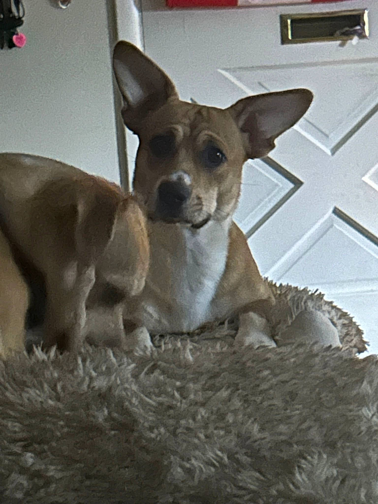 Baileys joined the competition — help win amazing prizes! ancient_dog_breeds, canidae, carnivore, comfort, companion_dog, corgi_chihuahua, dog, dog_breed, ear, fawn, fur, non_sporting_group, puppy, snout, sporting_group, terrestrial_animal, toy_dog, whiskers, working_animal