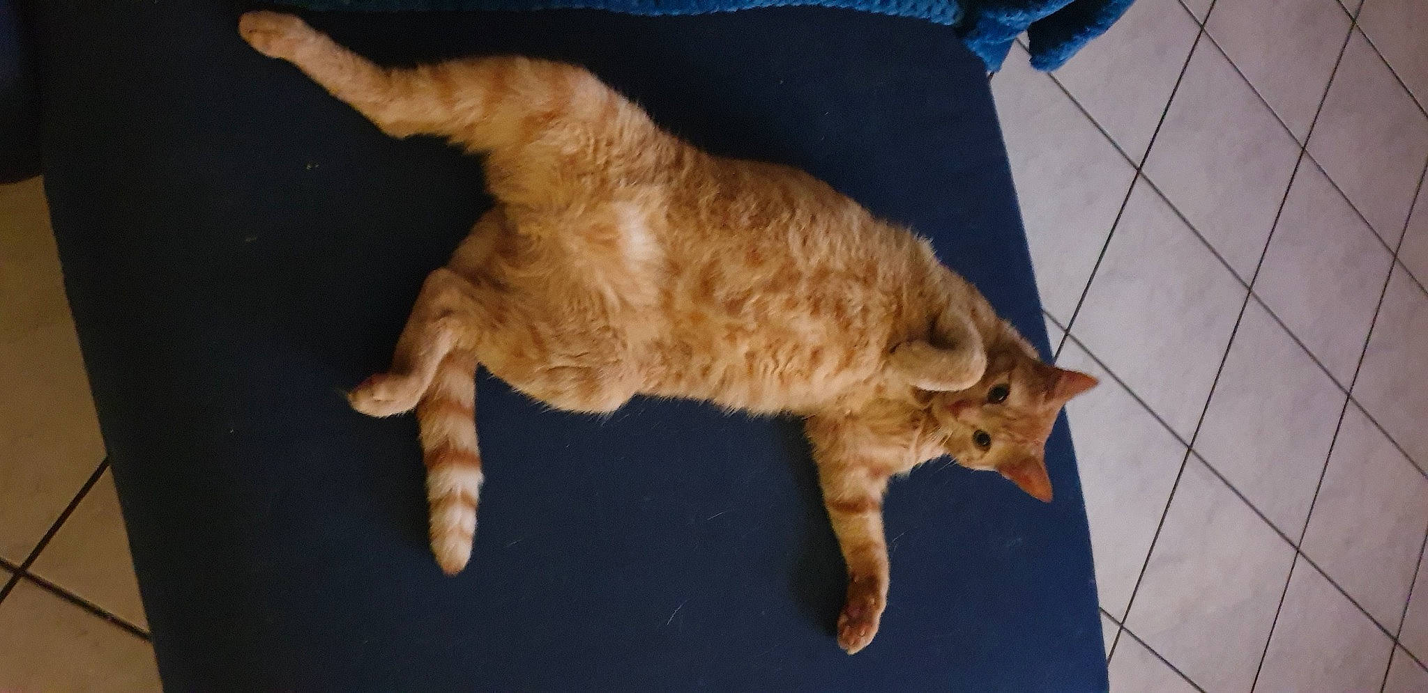 Donuts participe au concours pour gagner de l'argent avec cette photo : canidae, carnivore, cat, claw, companion_dog, dog_breed, domestic_short_haired_cat, fawn, felidae, flooring, fur, hardwood, paw, small_to_medium_sized_cats, sporting_group, tail, terrestrial_animal, tile_flooring, whiskers, wood