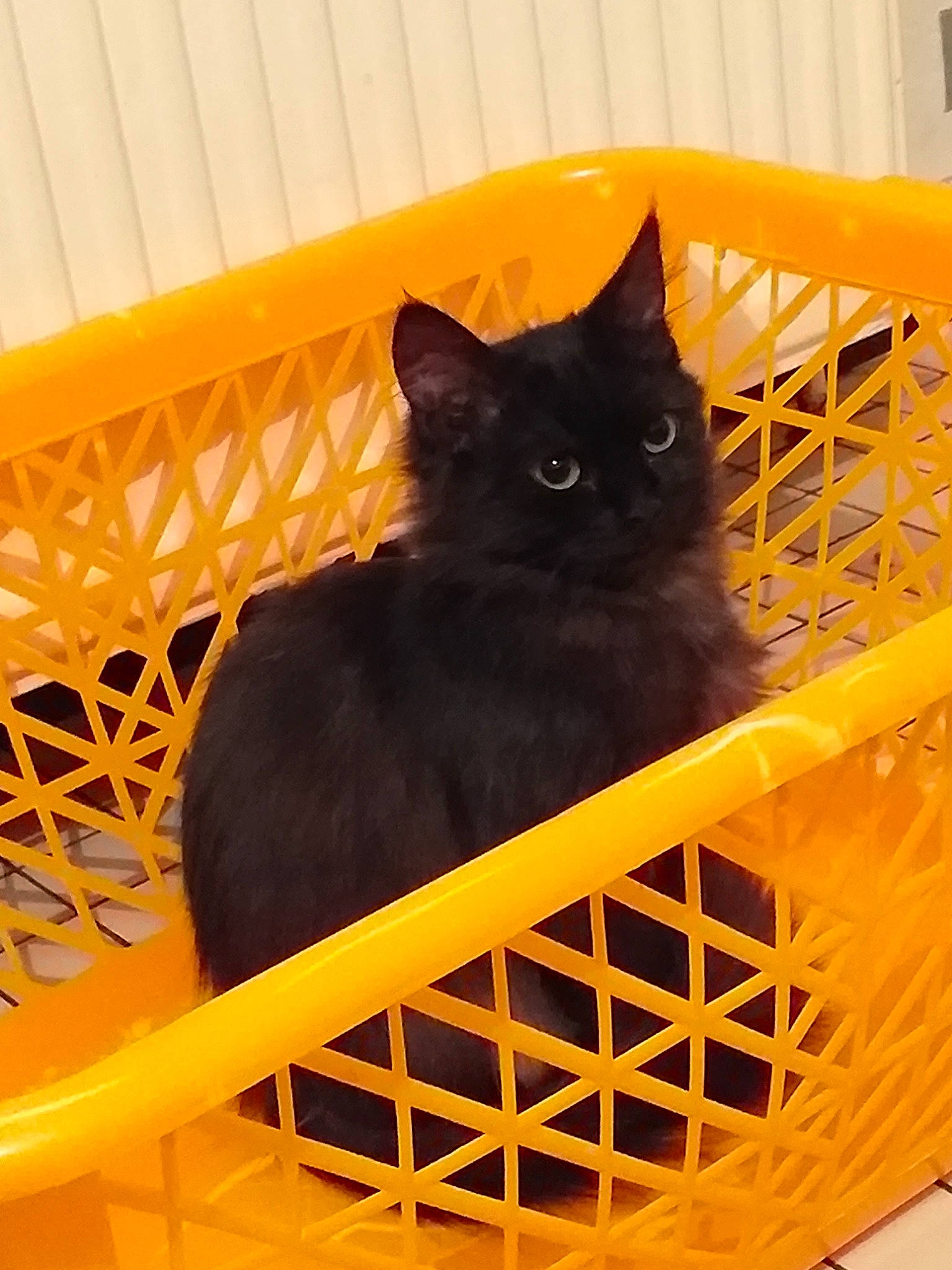 Praline a rejoint le concours — aidez-le/la à gagner de superbes lots ! animal_shelter, asian, black_cat, carnivore, cat, chartreux, domestic_long_haired_cat, domestic_short_haired_cat, fawn, felidae, kitten, small_to_medium_sized_cats, whiskers