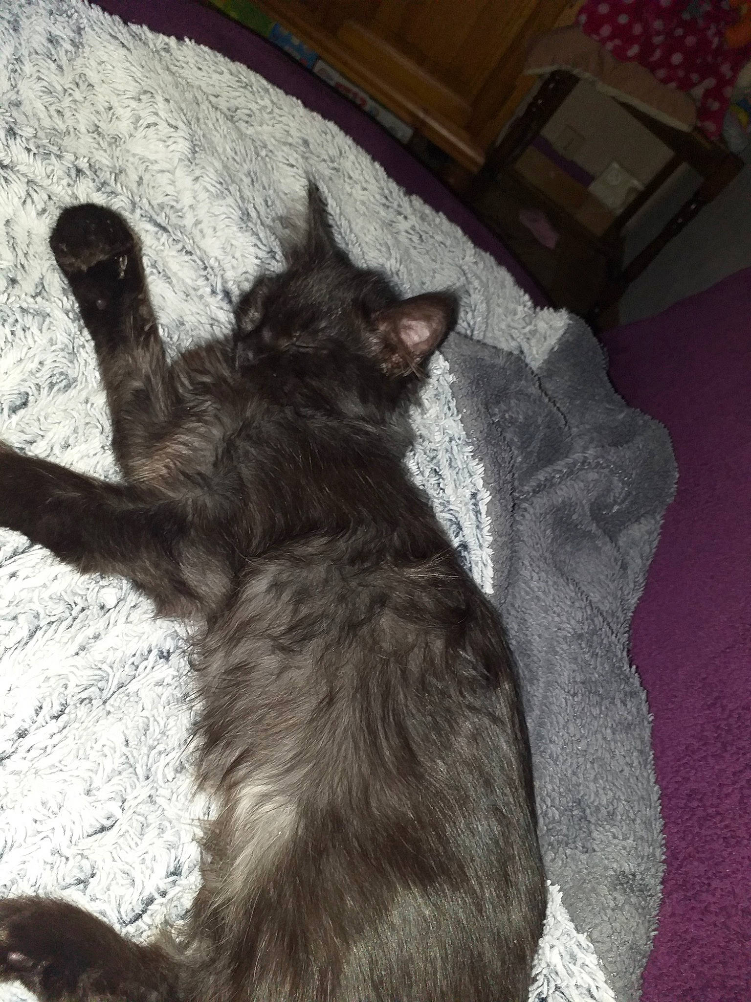 Praline a rejoint le concours — aidez-le/la à gagner de superbes lots ! asian, black_cat, carnivore, cat, domestic_long_haired_cat, domestic_short_haired_cat, european_shorthair, felidae, fur, kitten, maine_coon, nebelung, norwegian_forest_cat, oriental_longhair, small_to_medium_sized_cats, tail, whiskers