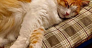 Chevy is registered to the contest to win money with this photo: cat, sleeping, fluffy, orange_and_white, cushion, plaid, cozy, indoor, pet, resting, fur, relaxed, pillow, wooden_floor, animal, domestic, cute, whiskers, paw, quiet